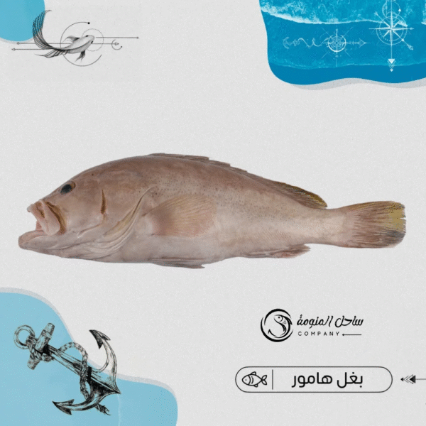 بغل هامور أصفر ( عمان ) - شركة ساحل المنومة