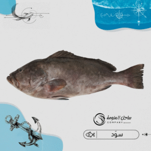 هامور سوّد ( عمان )