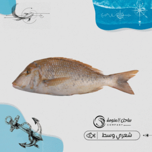 شعري وسط ( بلدي )