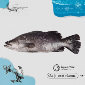 عروسة ( قاروص )