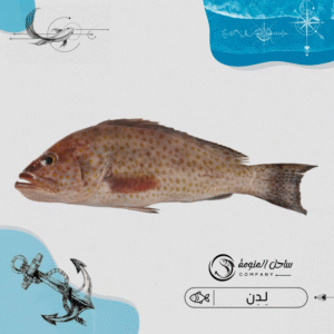 لِدن ( بلدي )