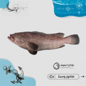 هامور عربي ( وسط )